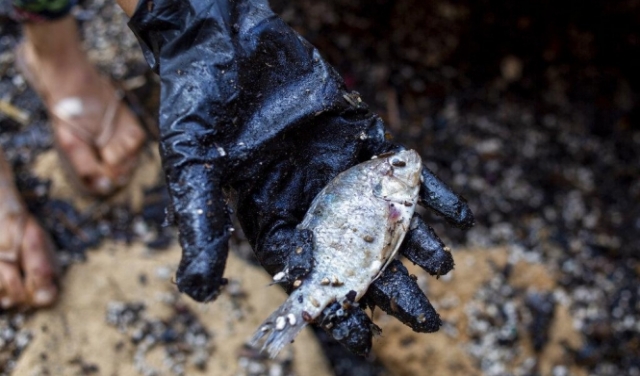 منع الإتجار بأسماك البحر الأبيض المتوسط بسبب الكارثة البيئية