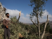 مستوطنون يقتلعون عشرات أشجار الزيتون قرب نابلس