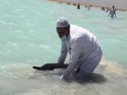 "جنوح نادر": إنقاذ عشرات الدلافين على شواطئ السعوديّة 