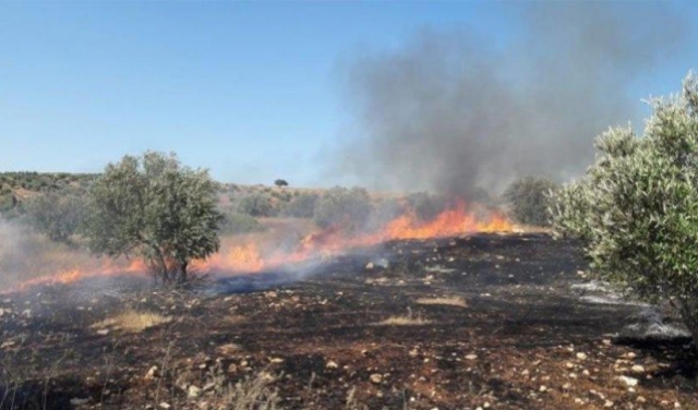 مستوطنون يحرقون أشجار زيتون قرب بيت لحم 
