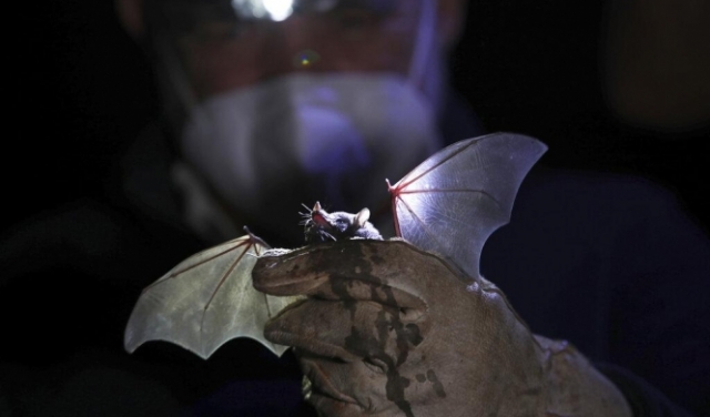 بريطانيا: اكتشاف فيروس تاجيّ شبيه بكورونا في خفافيش