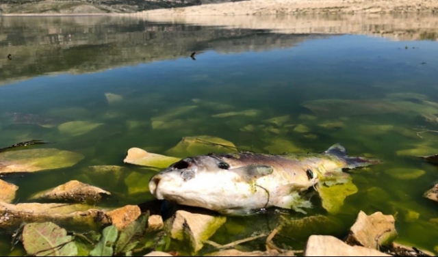 لبنان: نفوق أطنان الأسماك في بحيرة القرعون
