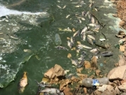 بحيرة القرعون بلبنان: استخراج أطنان من أسماك نافقة وتحذير من "مرض وبائيّ خطير"
