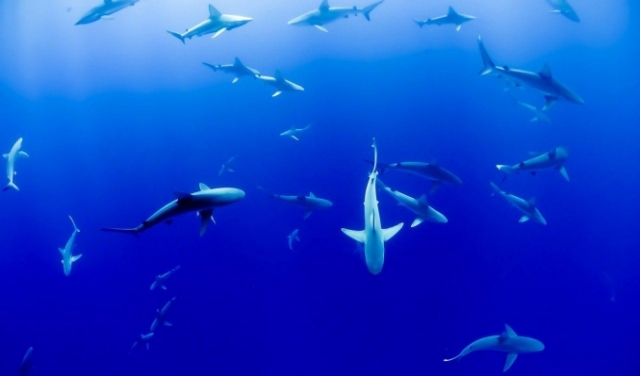 دراسة: أسماك القرش قادرة على رصد الحقل المغناطيسي الأرضي