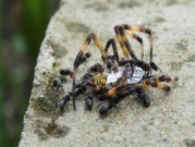 دراسة: "رائحة النمل تشكّل عاملًا طاردًا لبعض العناكب"