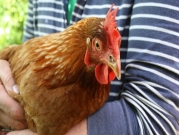 "لا تقبّلوا دجاجاتكم": توصية السلطات الأميركية جراء انتشار السلمونيلا 