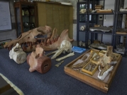 علماء: أحفورة الحوت ذي 4 أرجل المكتشفة في مصر تعود لنوع غير معروف
