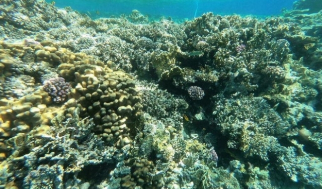 التغيّر المناخي يهدّد الشعاب المرجانية