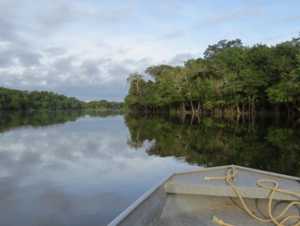 سباق مع الزمن لإنقاذ غابات الأمازون