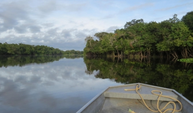 سباق مع الزمن لإنقاذ غابات الأمازون
