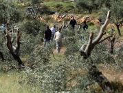 اعتقالات بالضفة ومستوطنون يقتلعون مئات أشجار الزيتون بالمزرعة
