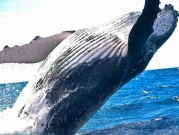 ما هو الدور البيئيّ الهامّ الذي تلعبه الحيتان؟