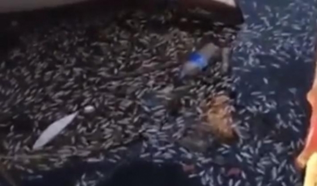 لبنان: التحقيق بنفوق آلاف الأسماك في شاطئ صيدا