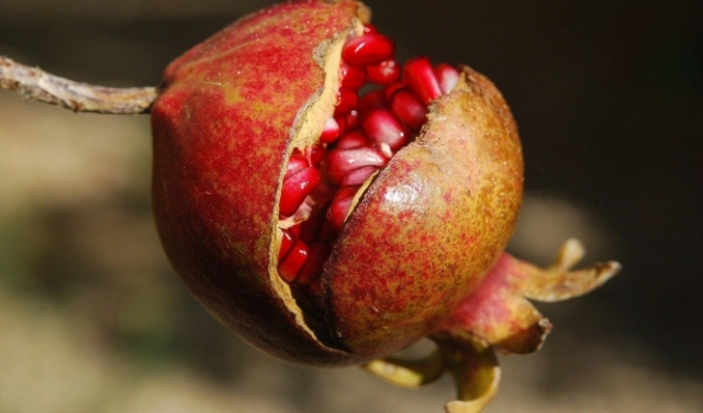 15 فائدة لفاكهة الرُمّان