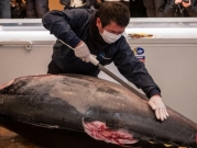 طوكيو: بيع سمكة تونة لقاء 146 ألف دولار
