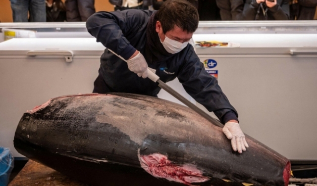 طوكيو: بيع سمكة تونة لقاء 146 ألف دولار