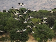 دراسة: انقراض أنواع الطيور يعود بالضرر على النباتات