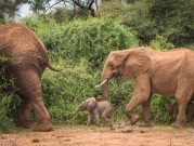 حدث نادر: أنثى فيل تضع توأما في كينيا