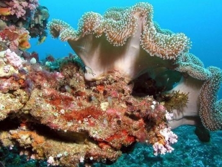 بسبب الاحترار: الشعاب المرجانيّة تواجه موتا حتميًّا