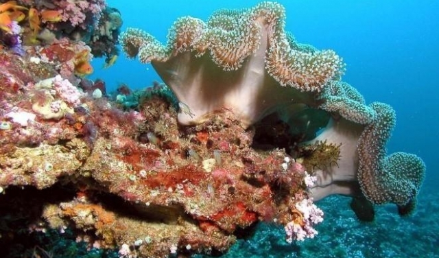 بسبب الاحترار: الشعاب المرجانيّة تواجه موتا حتميًّا 