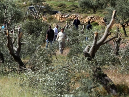 الخليل: مستوطنون يعتدون على مزارعين فلسطينيين ويقتلعون أشجار زيتون