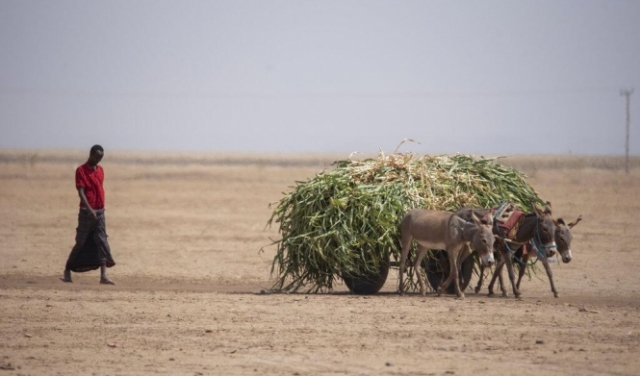 الجفاف يهدد 13 مليونا في القرن الإفريقي