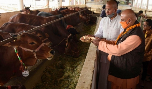 الهند تعوّل على روث الأبقار لتوليد الطاقة