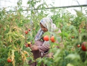 العاملات الفلسطينيات في المستوطنات ومرّ لقمة العيش