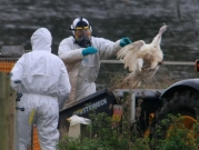 فرنسا: ذبح ملايين الدواجن للوقاية من إنفلونزا الطيور