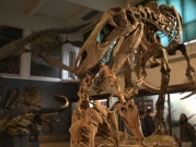 سبر أغوار حياة ديناصور عاش قبل 70 مليون سنة