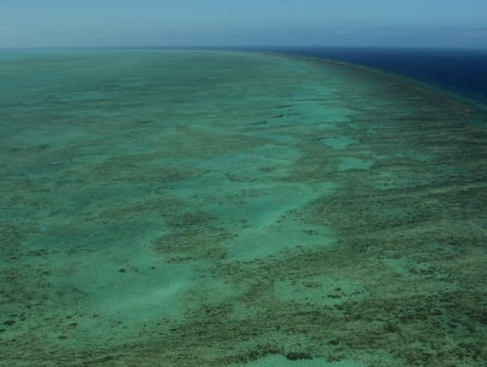 تغيّر المناخ: ظاهرة الابيضاض طالت 91% من الحاجز المرجاني في أستراليا