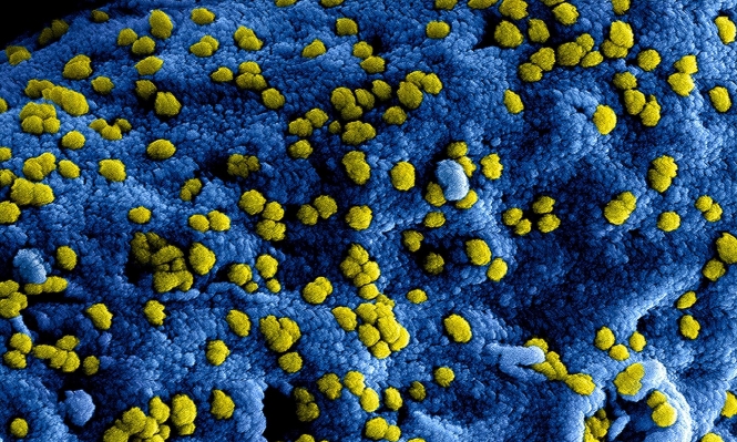 الفرق بين الفيروسات والبكتيريا 
