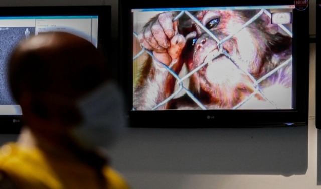 رصد أكثر من 700 إصابة بجدري القردة حول العالم 