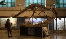 بريطانيا: العثور على متحجرات "أكبر ديناصور مفترس" في أوروبا