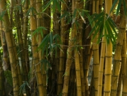 نبات البامبو الجالب للحظ