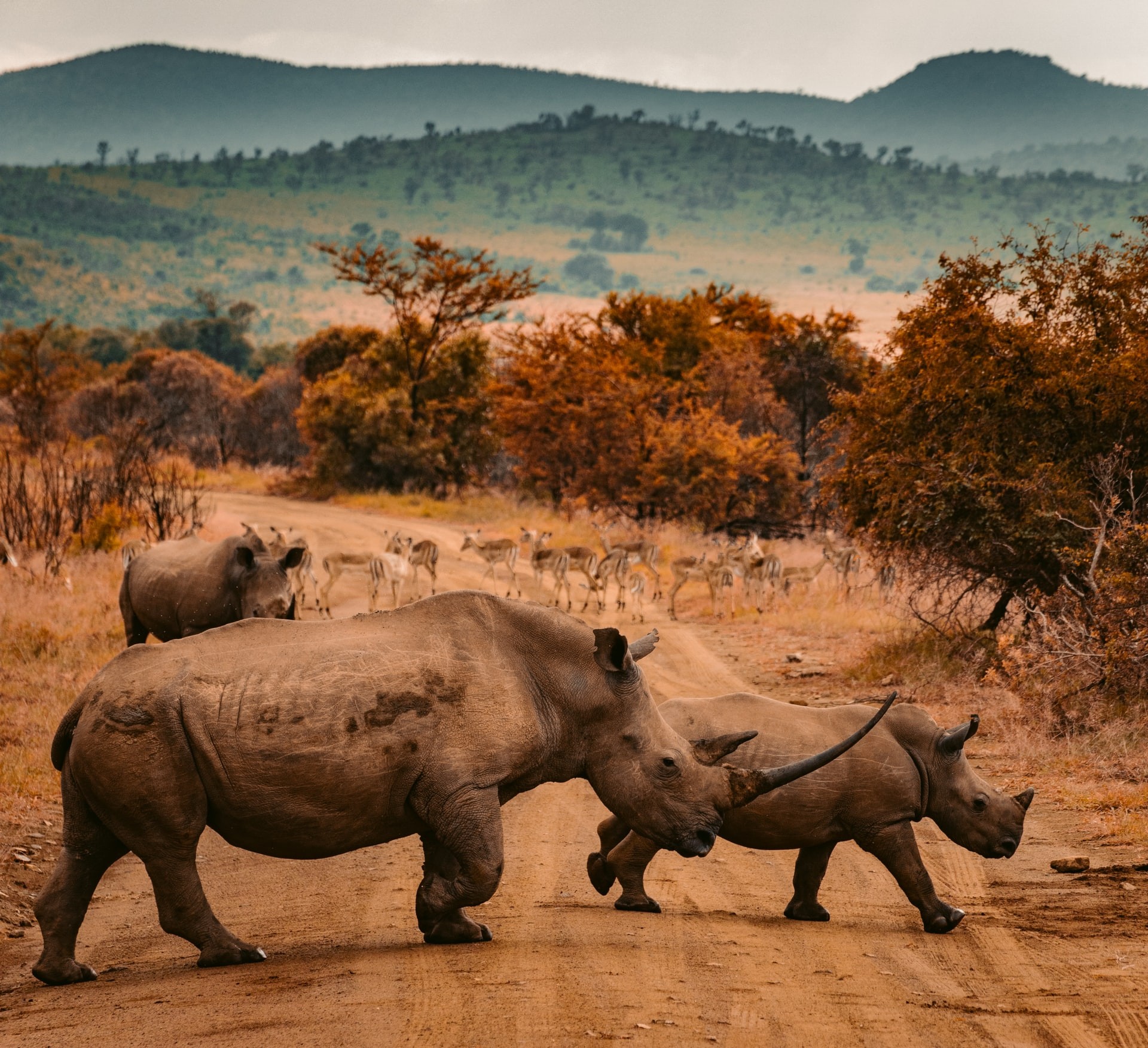 حماية هذه الأنواع من وحيد القرن