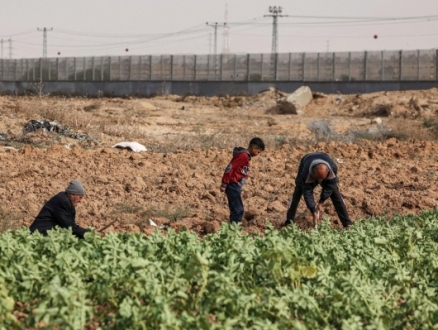 الاحتلال يفتح النار على رعاة الأغنام شمال شرقي غزة