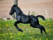 5 صفات الخيول العربية الأصيلة