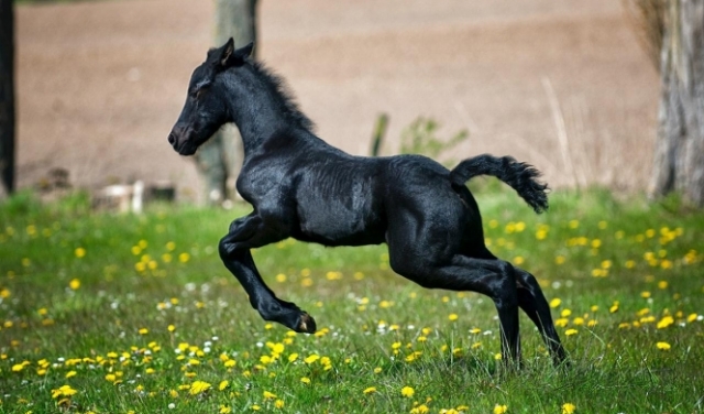 5 صفات الخيول العربية الأصيلة