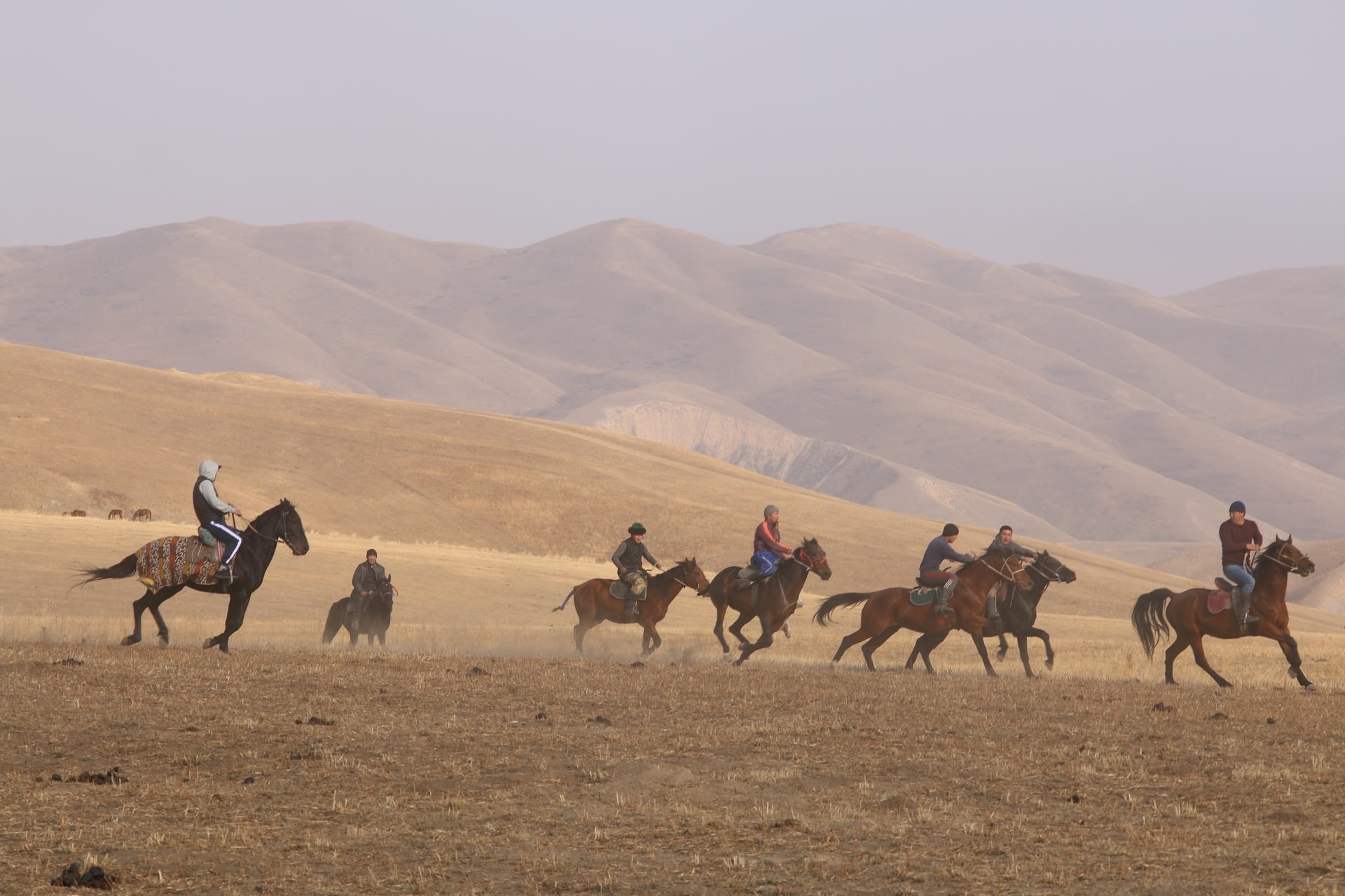 قوة الخيول العربية الأصيلة وصحتها الجيدة