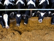 وزارتا المالية والزراعة تلغيان الضريبة الجمركية على استيراد اللحوم