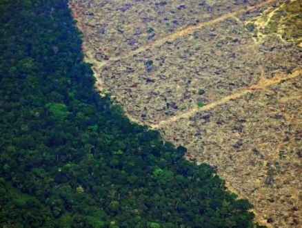 غابات الأمازون: قَطْع 18 شجرة في الثانية خلال 2021