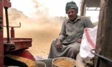 صغار المزارعين يطعمون المصريين... لكنهم "الحلقة الأضعف في سلسلة القيمة"
