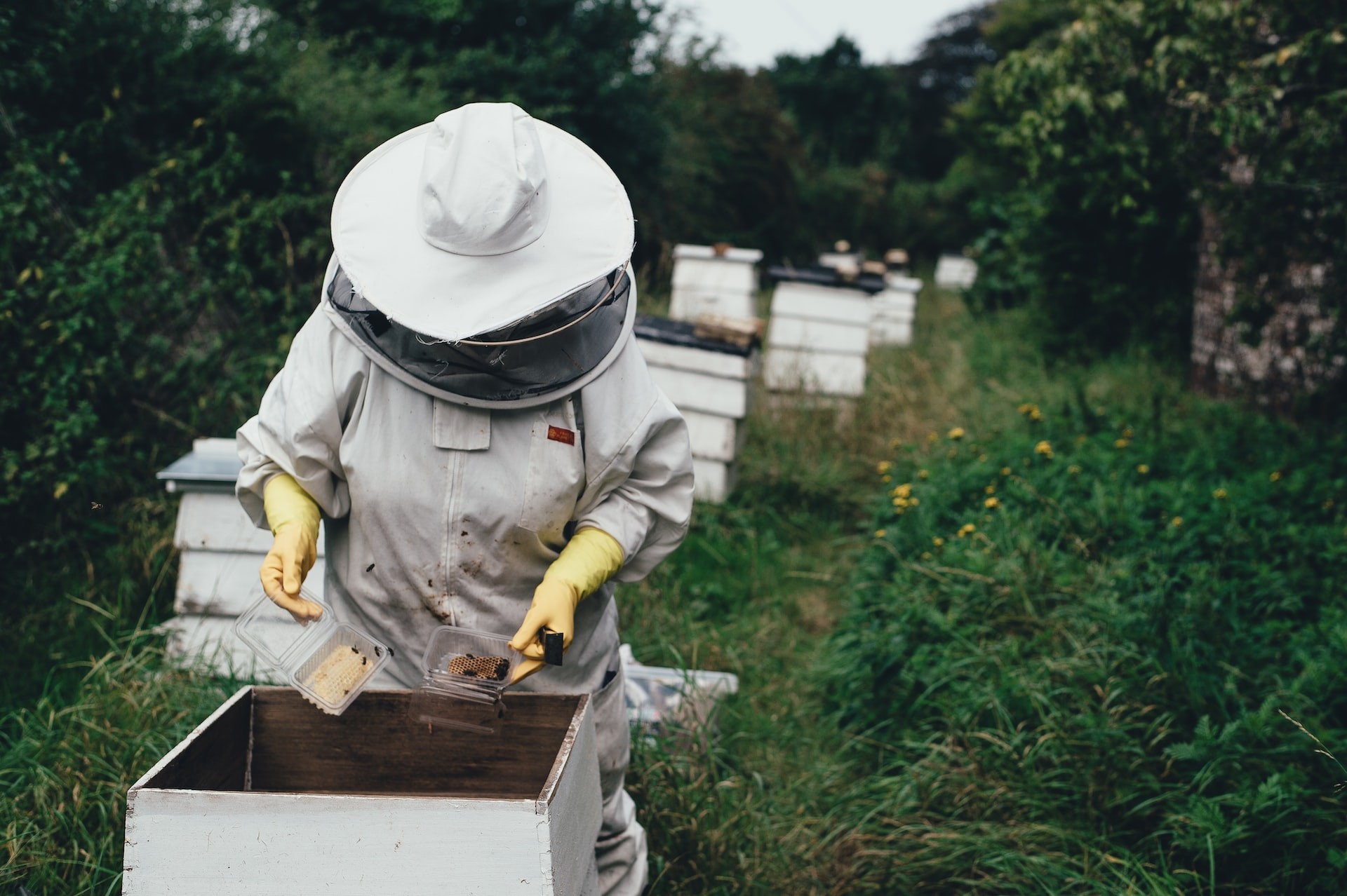حماية النحل من خطر طائر النحل