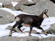 الاحترار يعطل النظام البيئي لحيوانات جبال البيرينيه