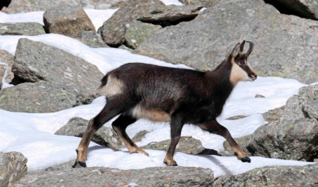 الاحترار يعطل النظام البيئي لحيوانات جبال البيرينيه