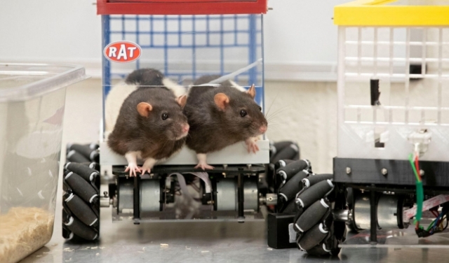 تجارب أميركيّة على الفئران قد تساعد في حل مشكلات ذهنيّة لدى البشر