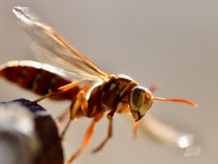 ما هي أعراض لدغات النحل والدبابير؟