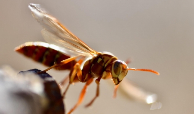 ما هي أعراض لدغات النحل والدبابير؟