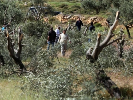 مستوطنون يقطعون 25 شجرة زيتون في قريوت جنوبي نابلس